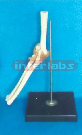 ADVANCED BIG LEFT ELBOW JOINT - FUNCTIONAL MODEL (EUR)